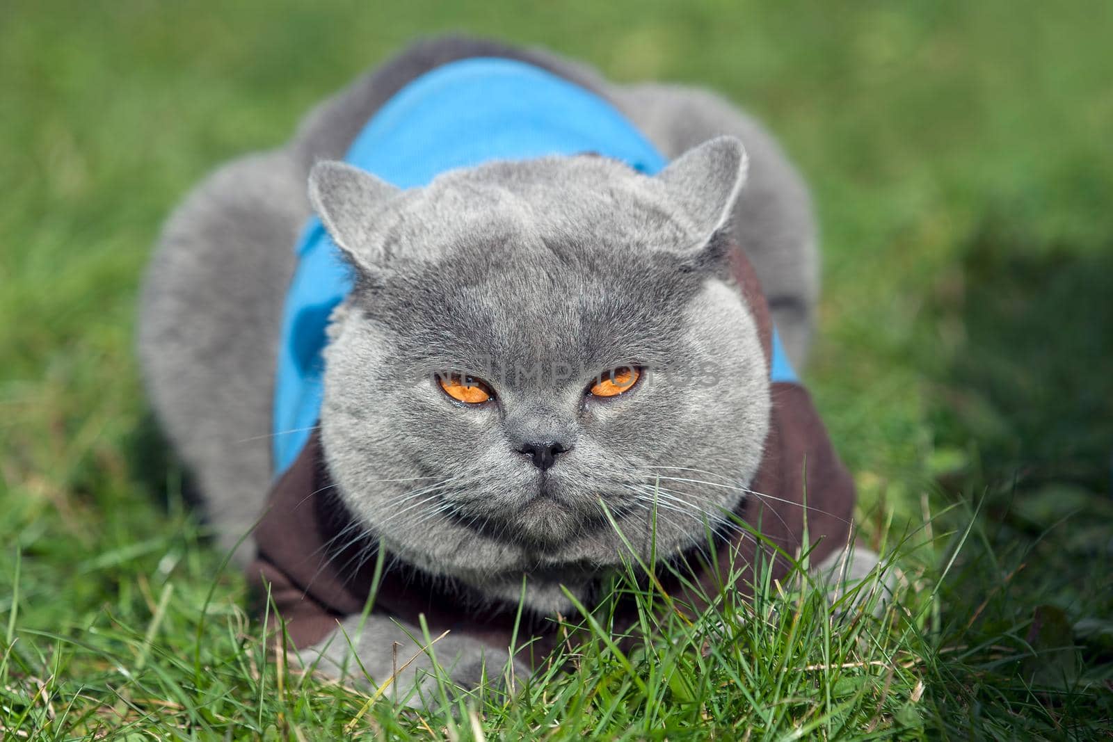 British Shorthair with jumper by Lincikas