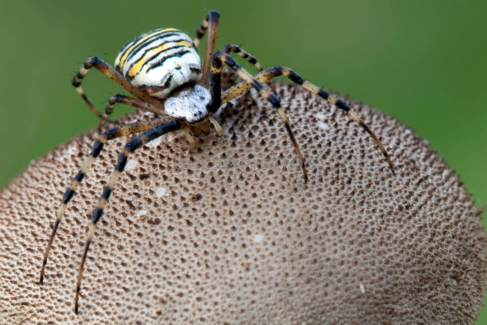 Wasp spider on the puffball mushroom 02 by Lincikas