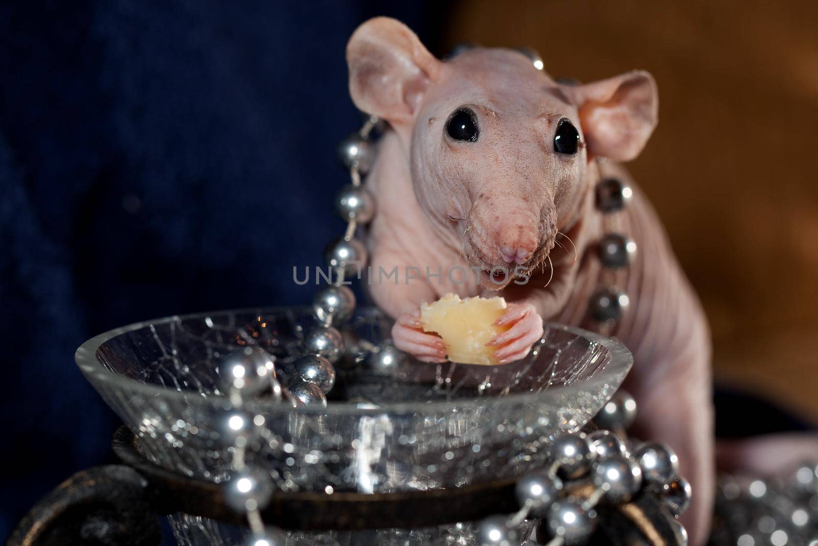 Hairless rat jewelry and cheese by Lincikas