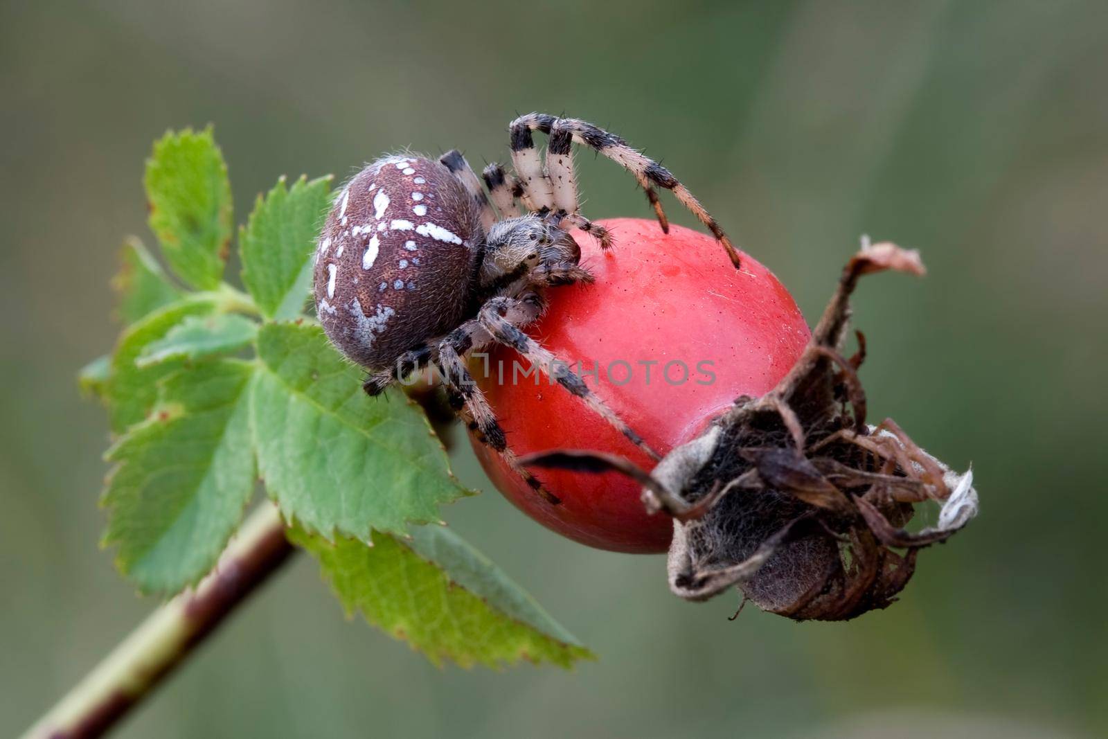 Araneus on the rosehips by Lincikas