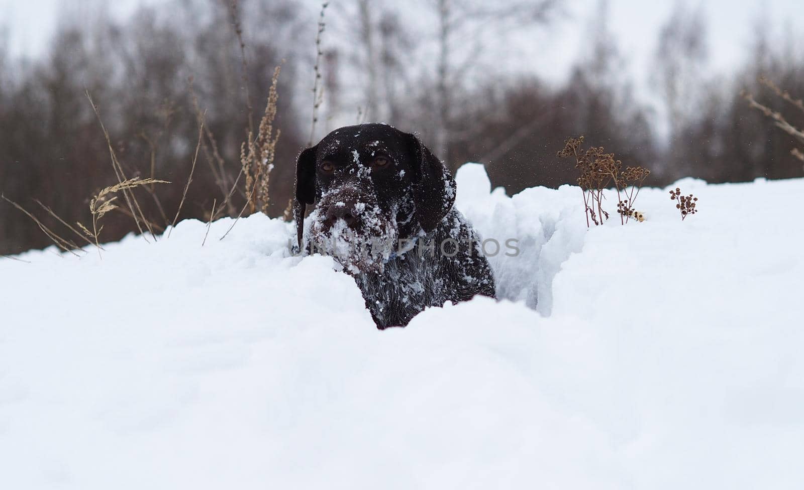 Hunting dog, German wire-haired in winter in a snow-covered field. by Olga26