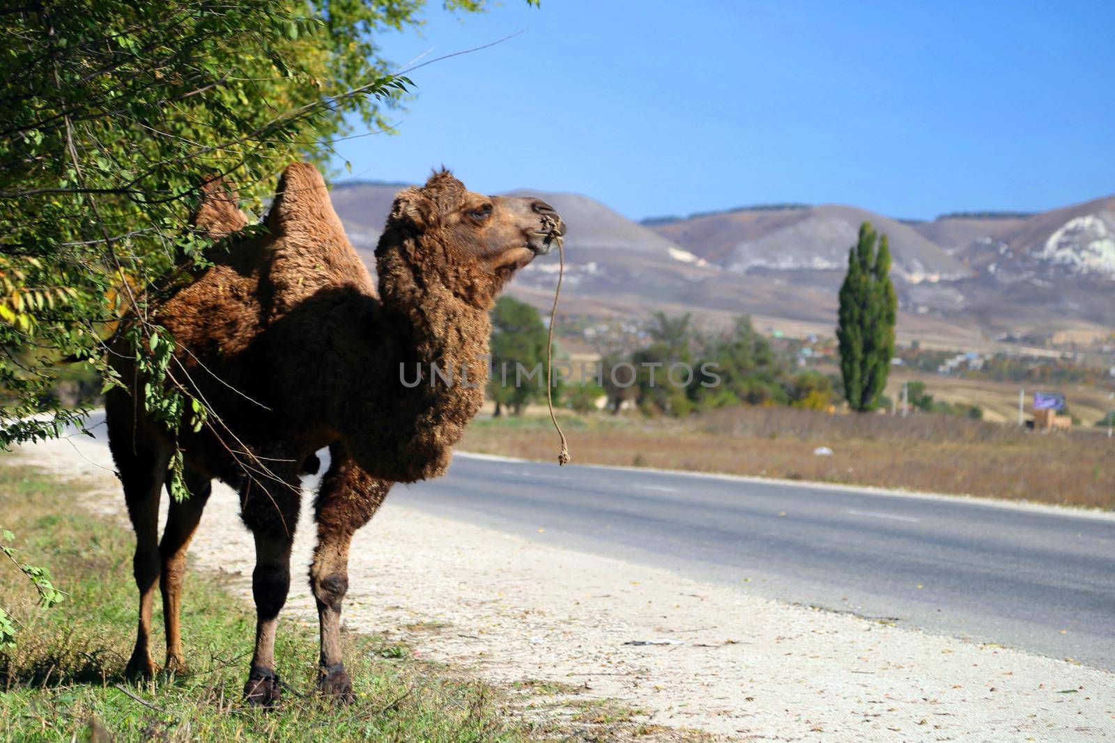  Animals in nature. In the photo, an image of a live camel in nature stands by the road.