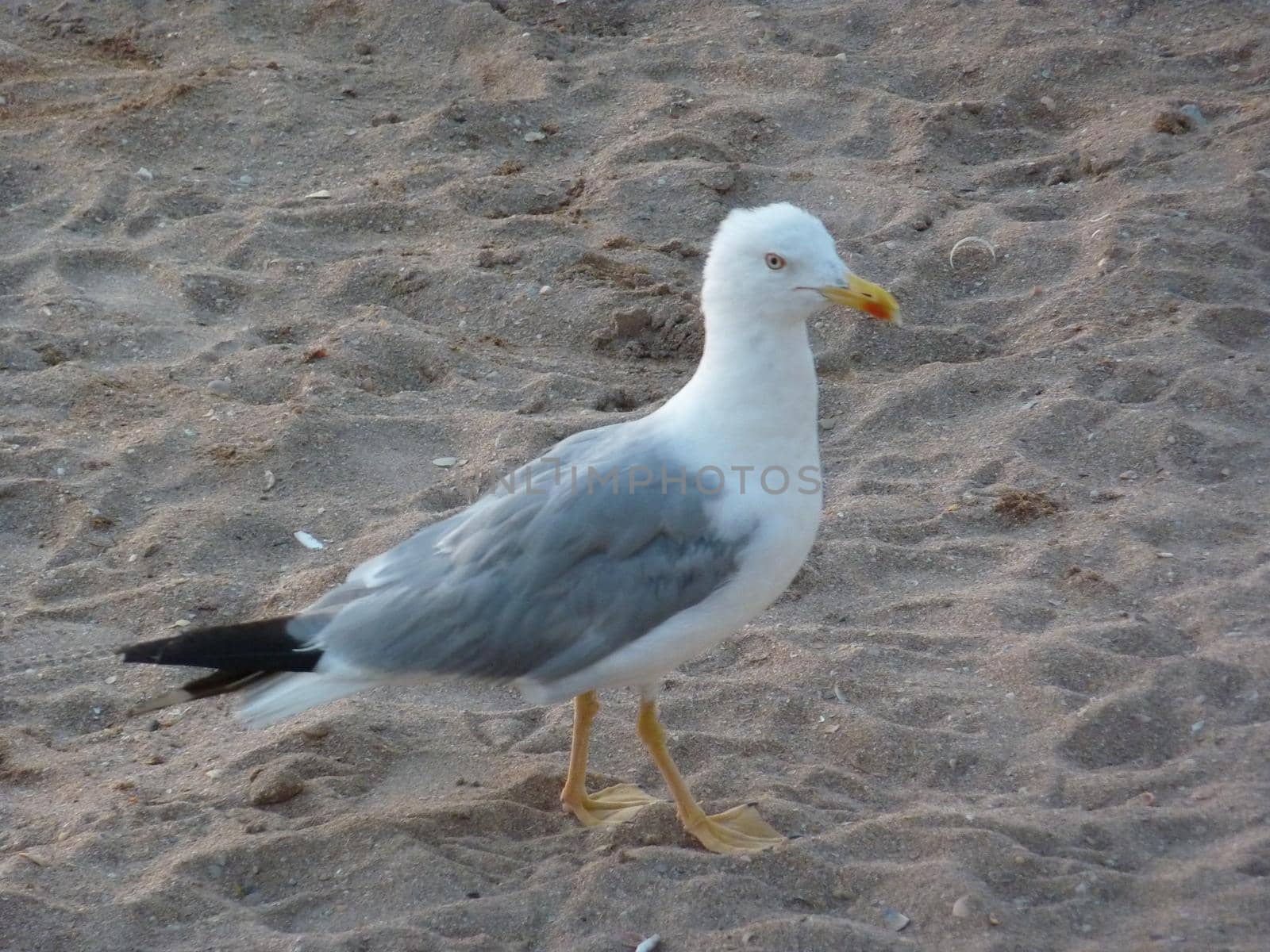 White seagull on sea sand by the sea. by Olga26