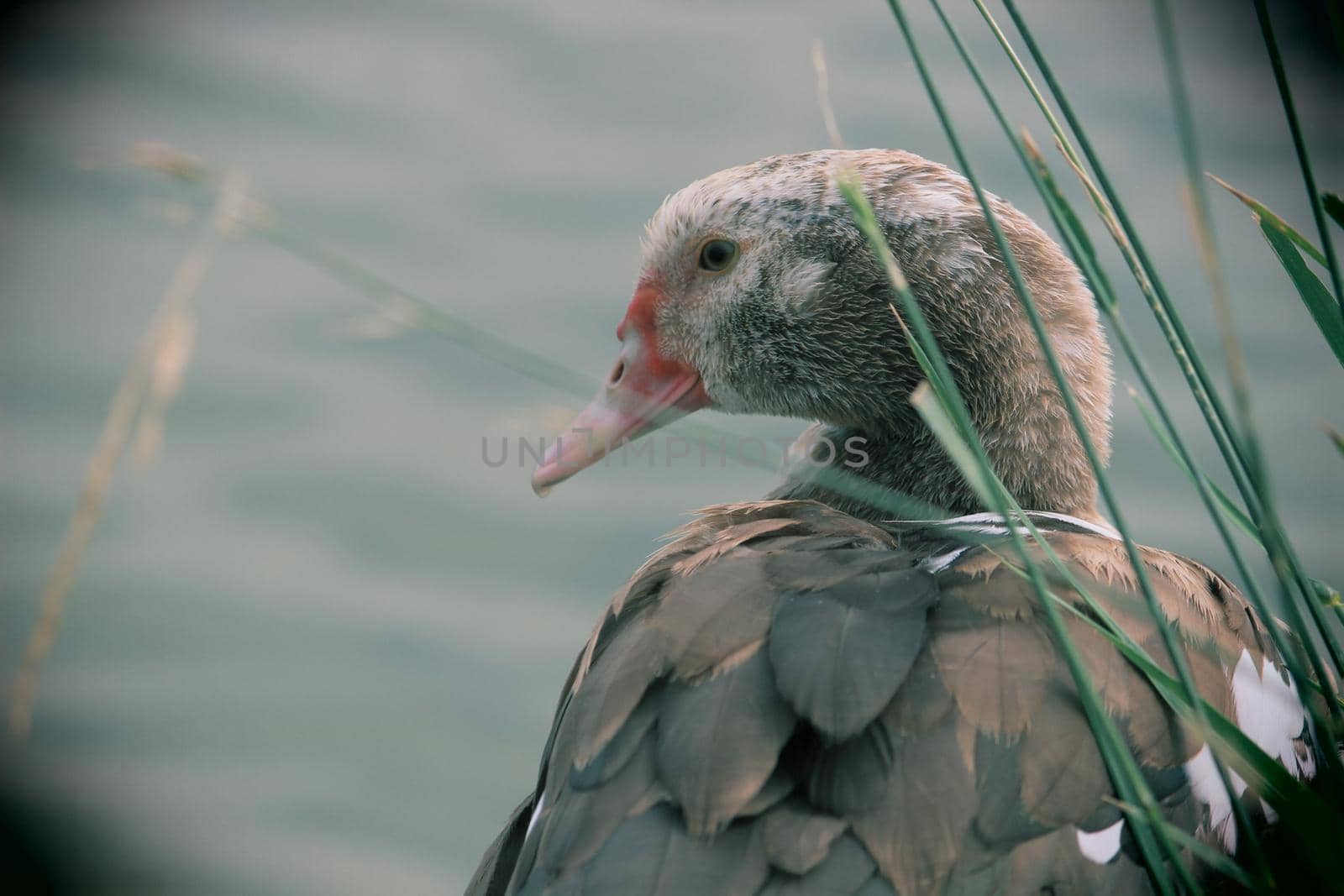 Grey beautiful goose in a reservoir. Beautiful feathers. by Olga26