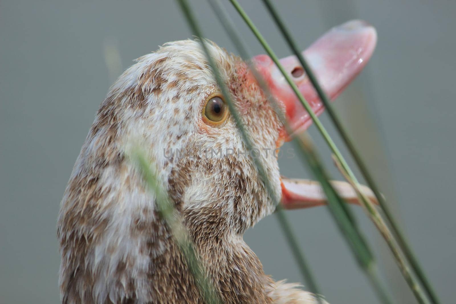 Beautiful gray goose. The head of a gray goose with an open beak. High quality photo