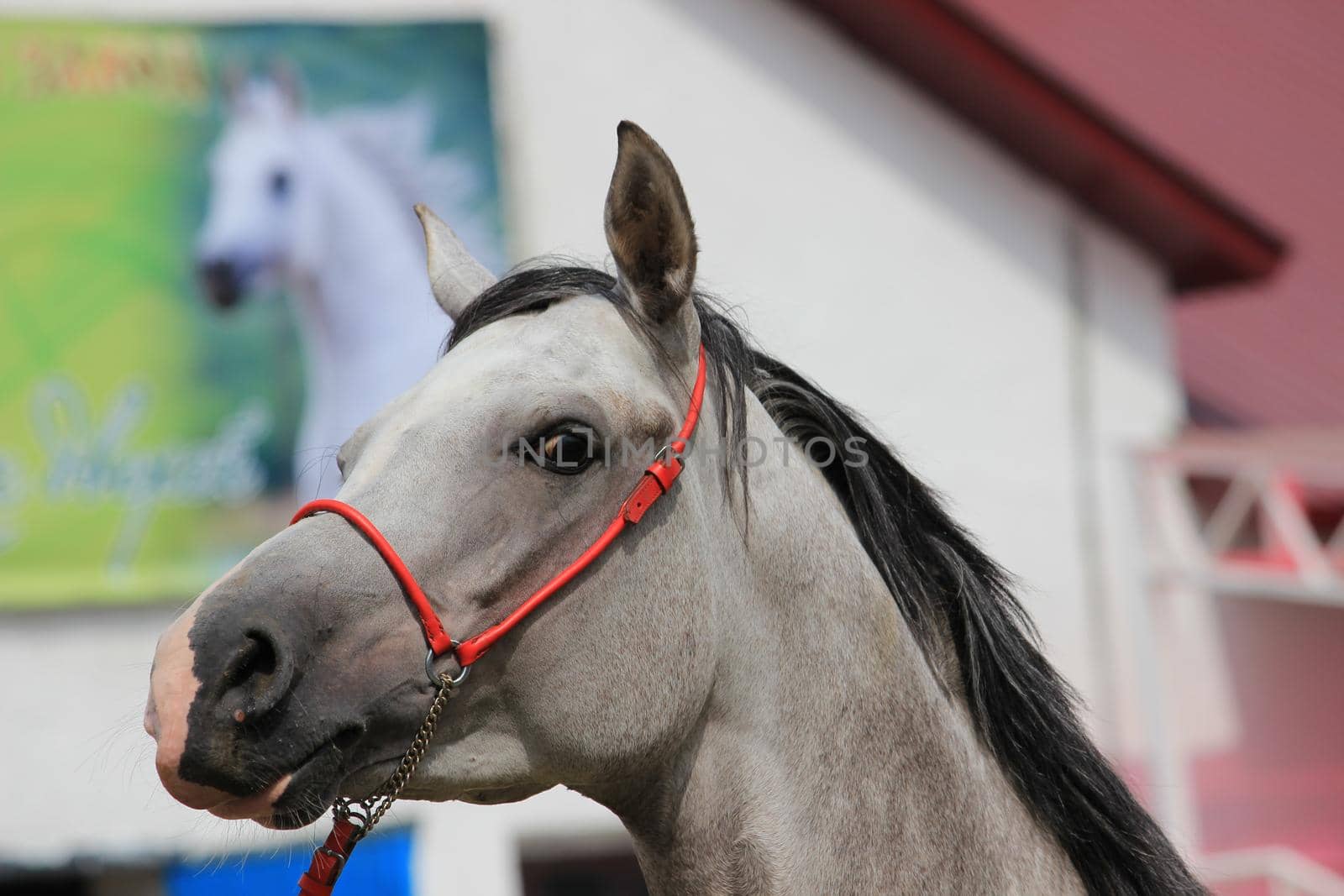 The muzzle of a white-grey horse with a mane and a close-up bridle.