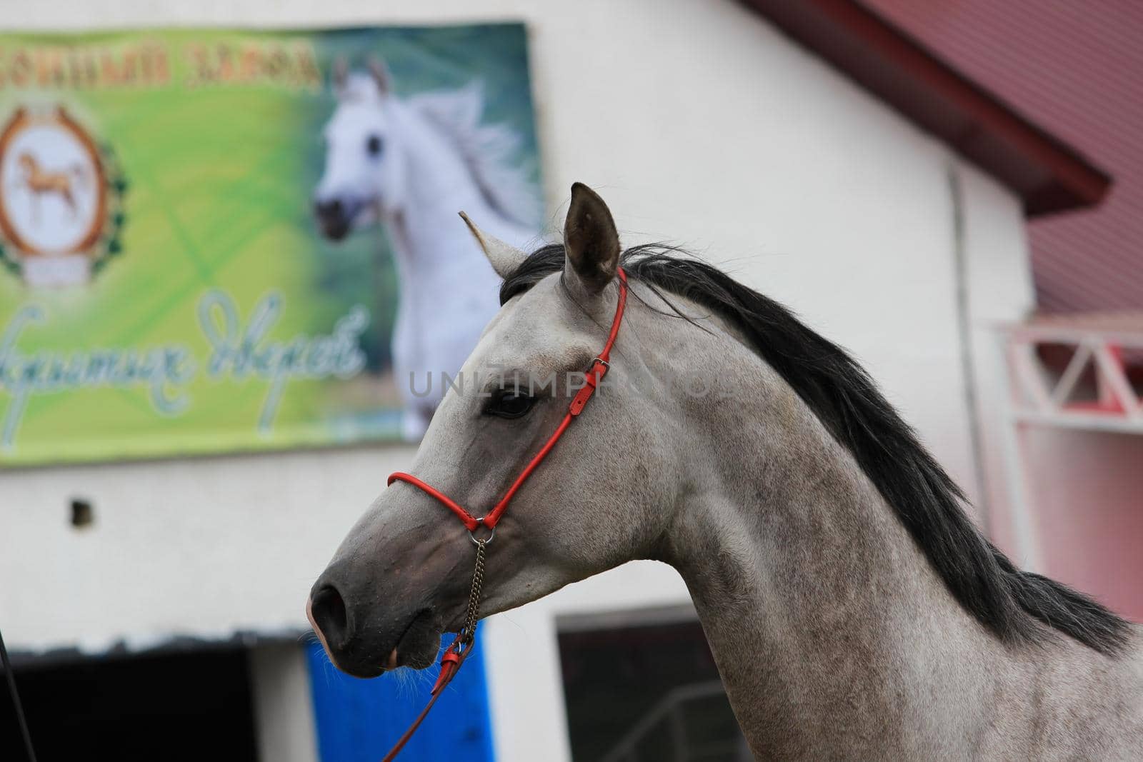 The muzzle of a white-grey horse with a mane and a close-up bridle.