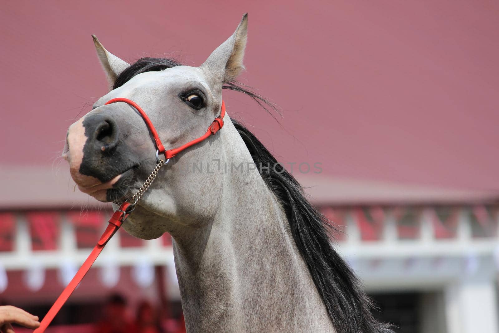 The muzzle of a gray horse with a mane and a bridle. by Olga26