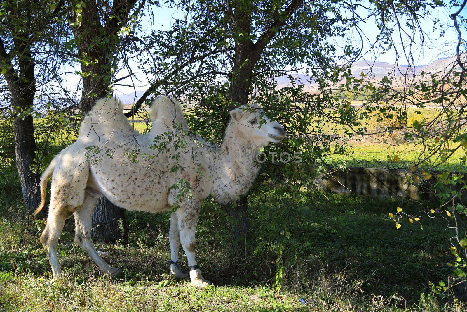  Animals in nature. In the photo, an image of a live camel in nature stands by the road.