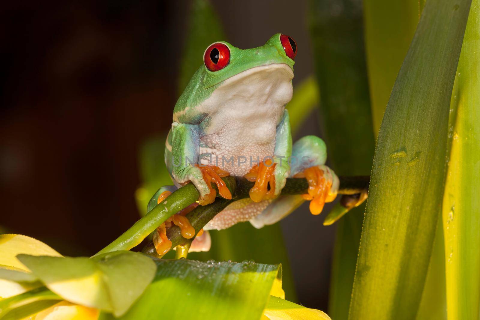 Red-eyed tree frog swings on the flower stem between orchids