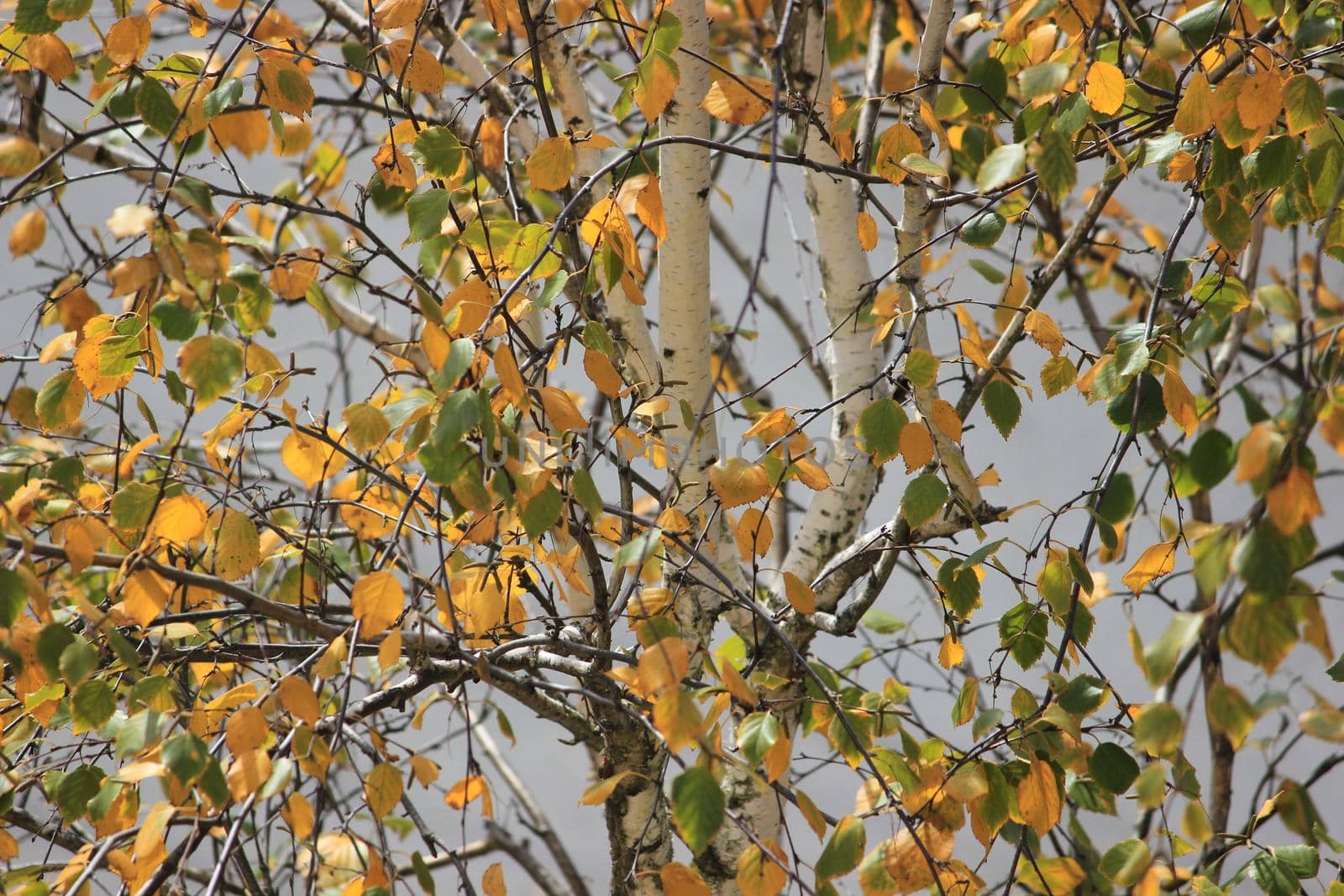 Golden autumn. The background is made of autumn leaves. by Olga26