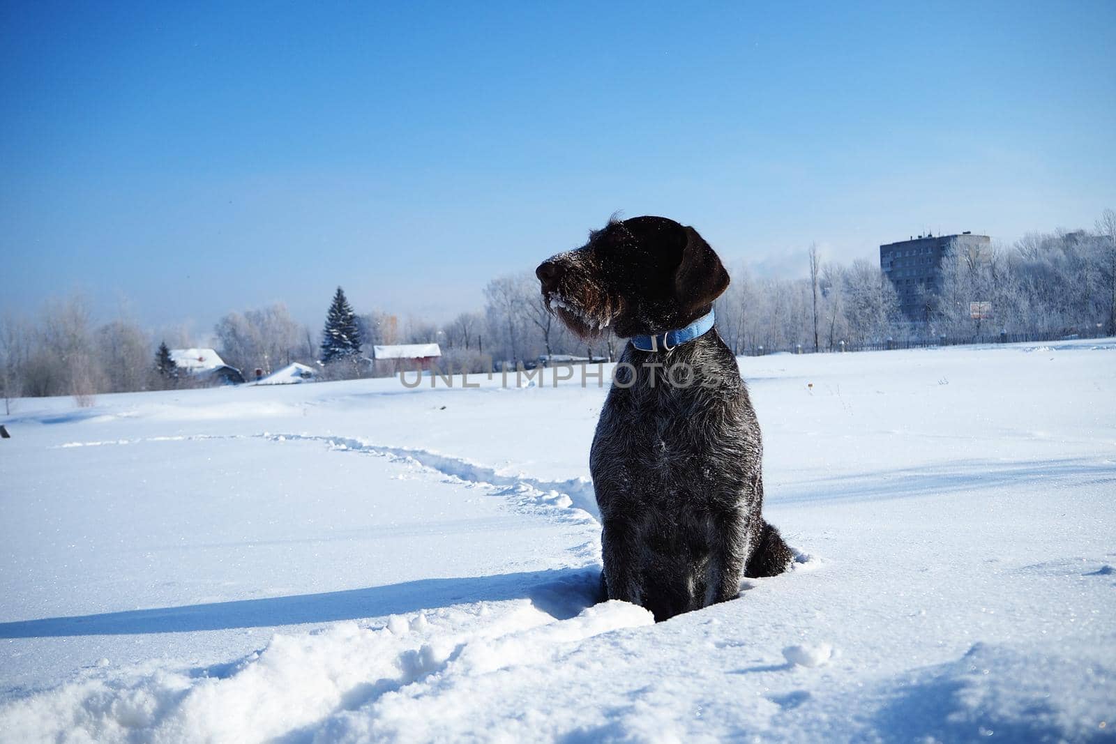 Hunting dog in winter in the field, winter hunting. High quality photo
