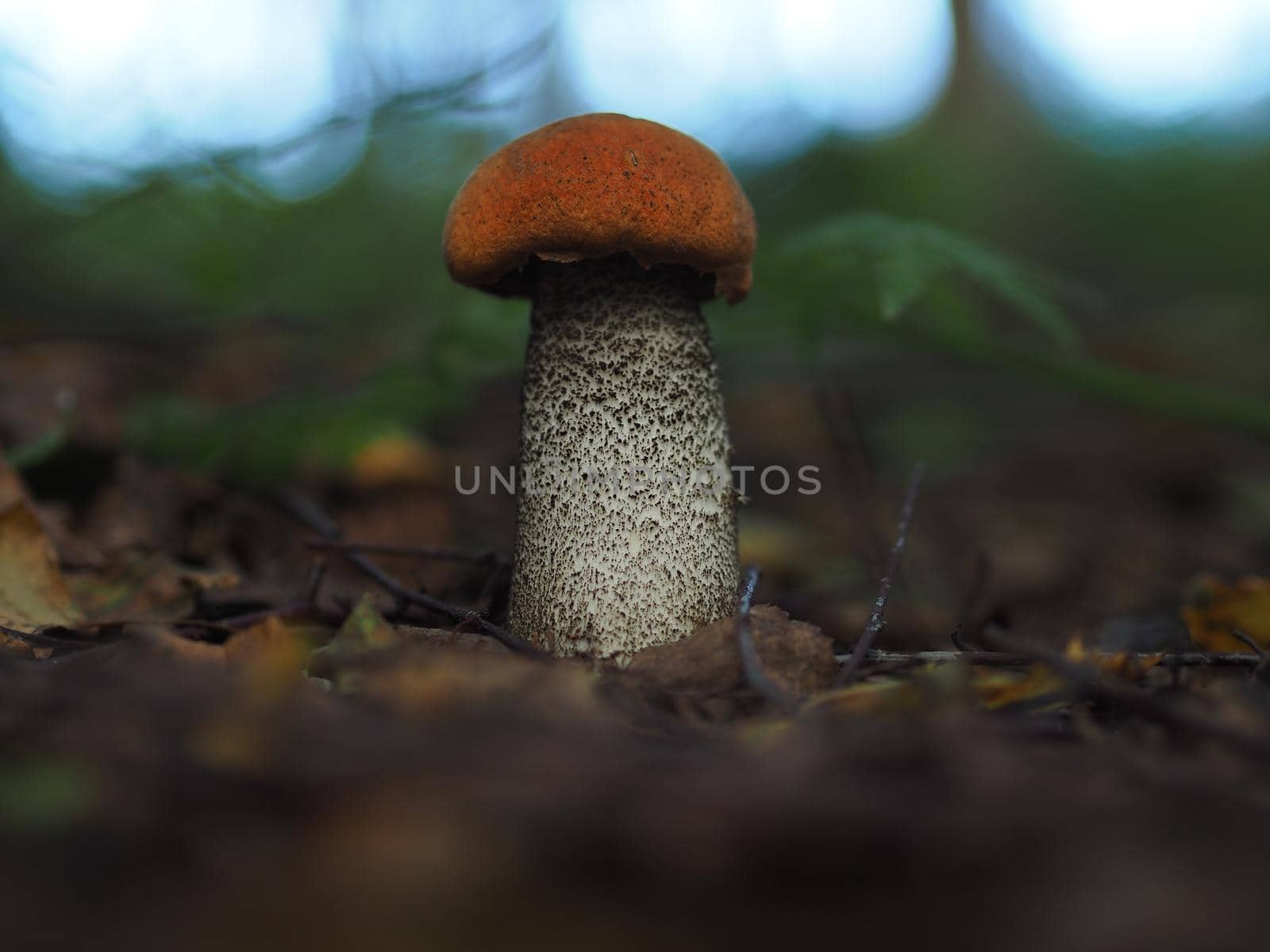 Edible mushrooms in the forest in autumn. Close-up.