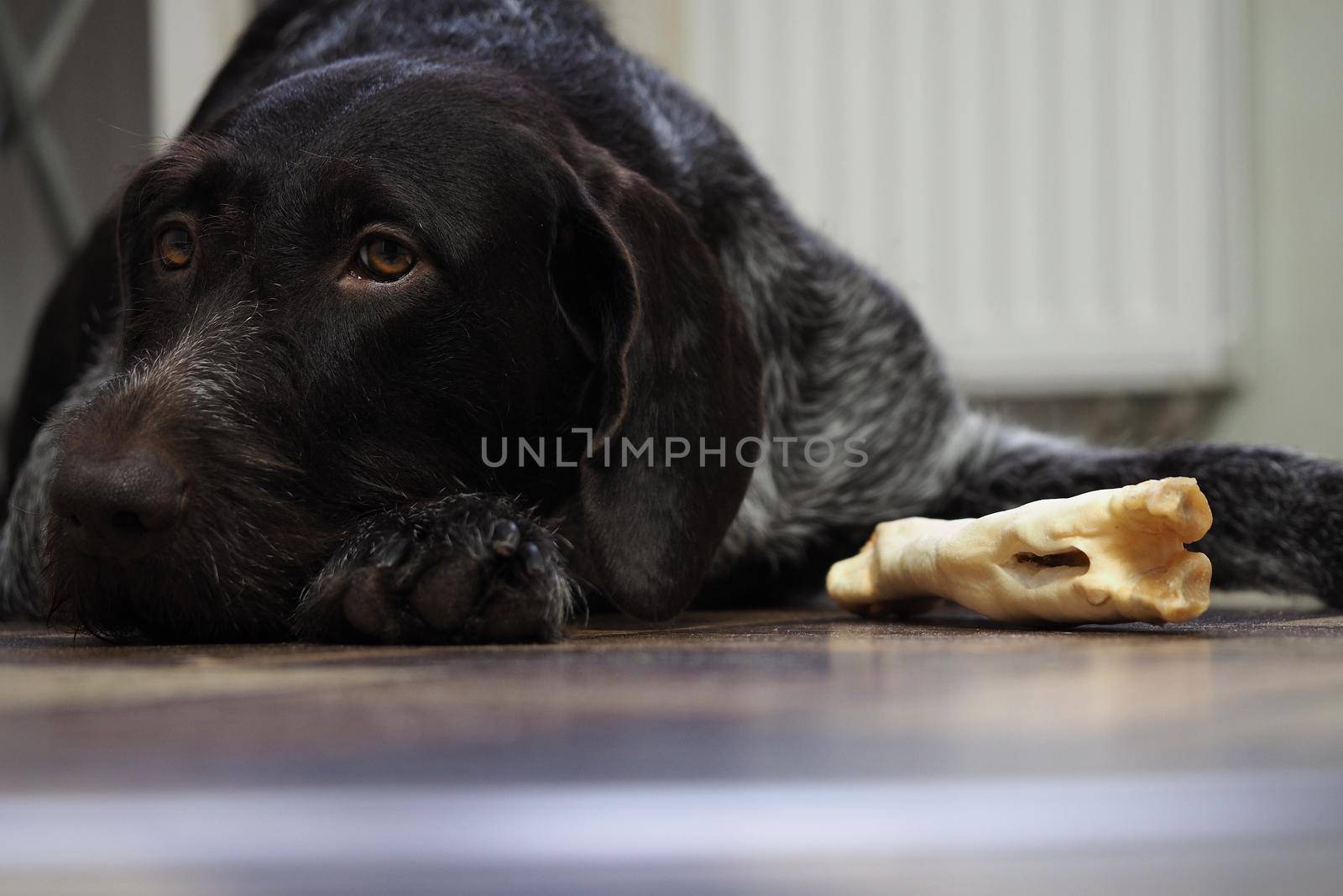 A treat for a purebred hunting dog. Pet food from a pet store. Dog nibbles a treat.