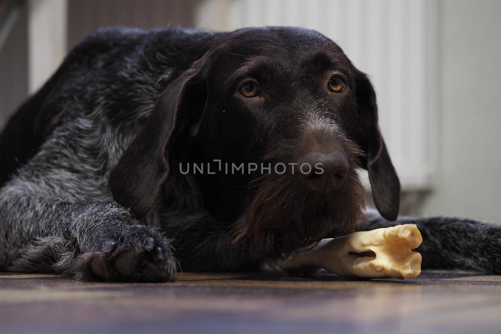 A treat for a purebred hunting dog. Pet food from a pet store. Dog nibbles a treat.