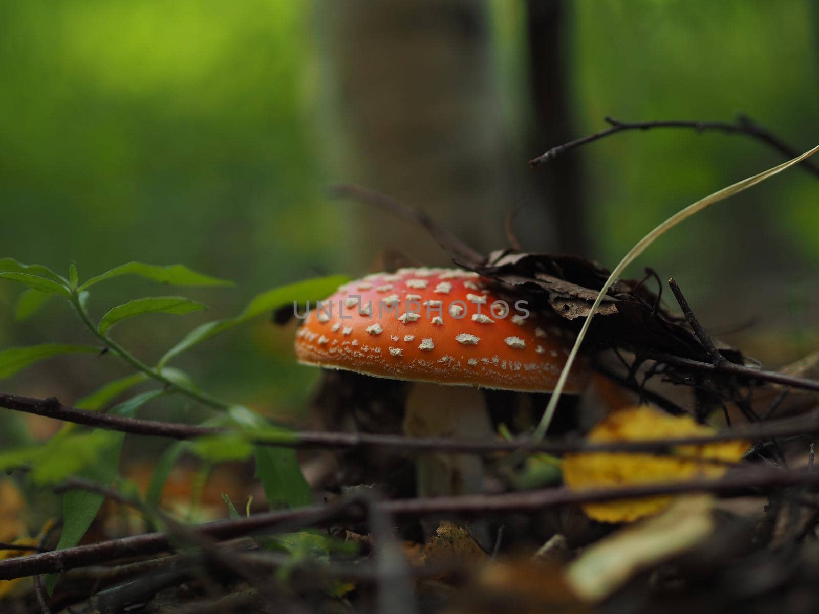 Edible mushroom in the woods. by Olga26