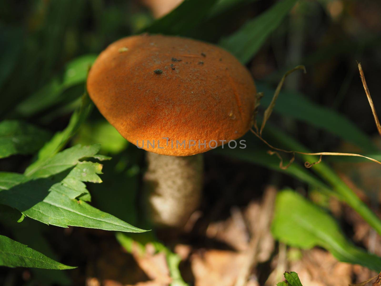 Edible mushrooms in the forest in autumn. Close-up.