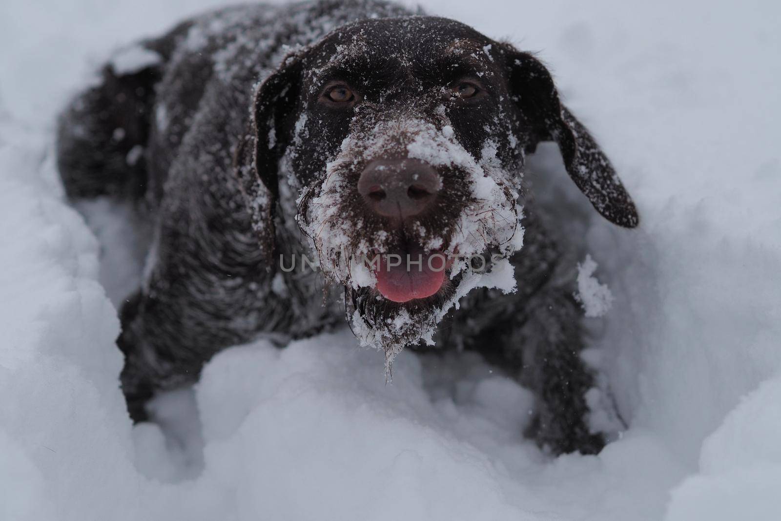 Dog hunting, German wire hair, winter in the field. by Olga26