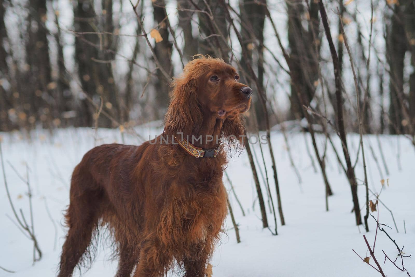 Dog. Red setter in the winter outdoors. by Olga26