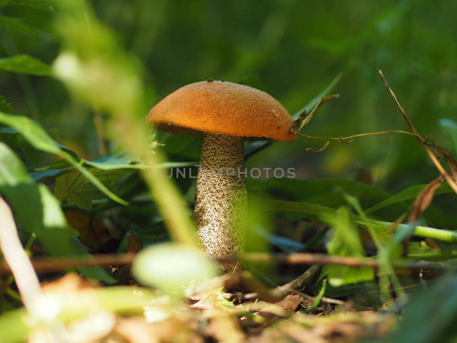 Edible mushrooms in the forest in autumn. Close-up.