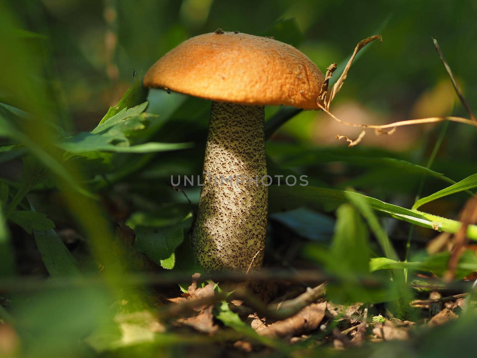 Edible mushrooms in the forest in autumn. Close-up.