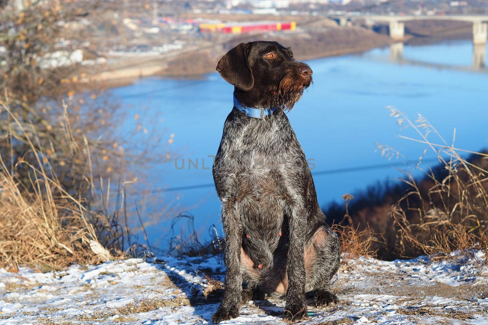 A hunting dog waits for its owner on the river bank. High quality photo