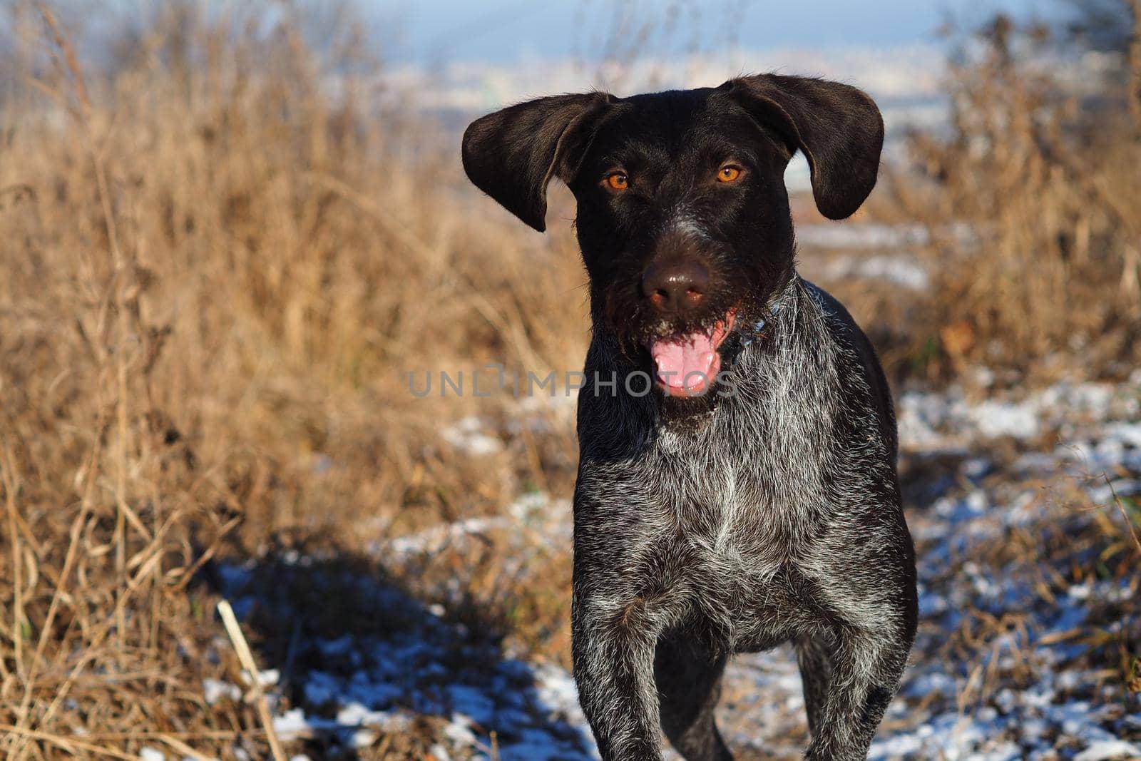 A working dog of the German hunting breed Drathaar on the hunt in the field. High quality photo