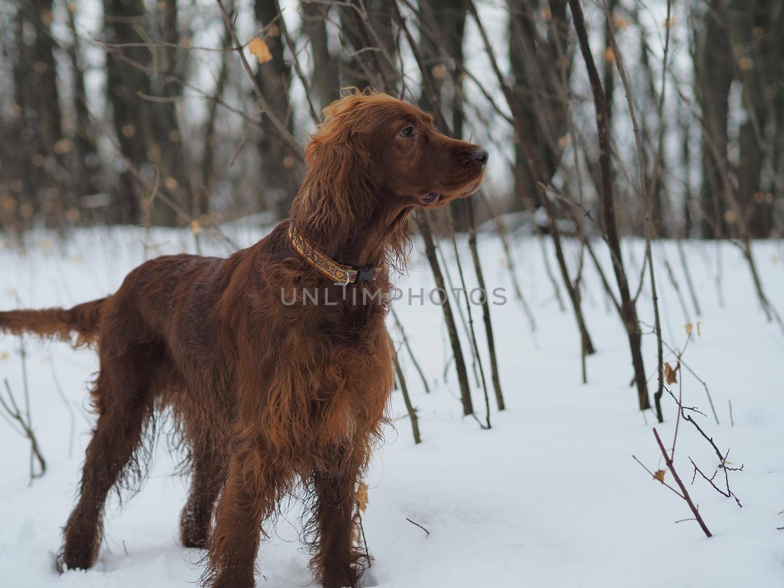 Dog. Red setter in the winter outdoors. High quality photo