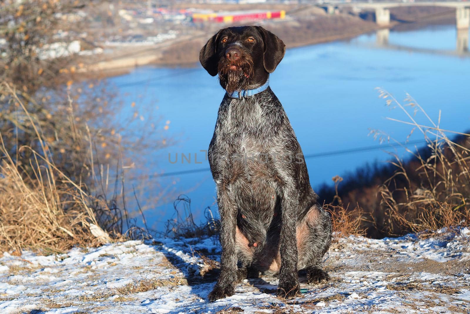 A hunting dog waits for its owner on the river bank. High quality photo