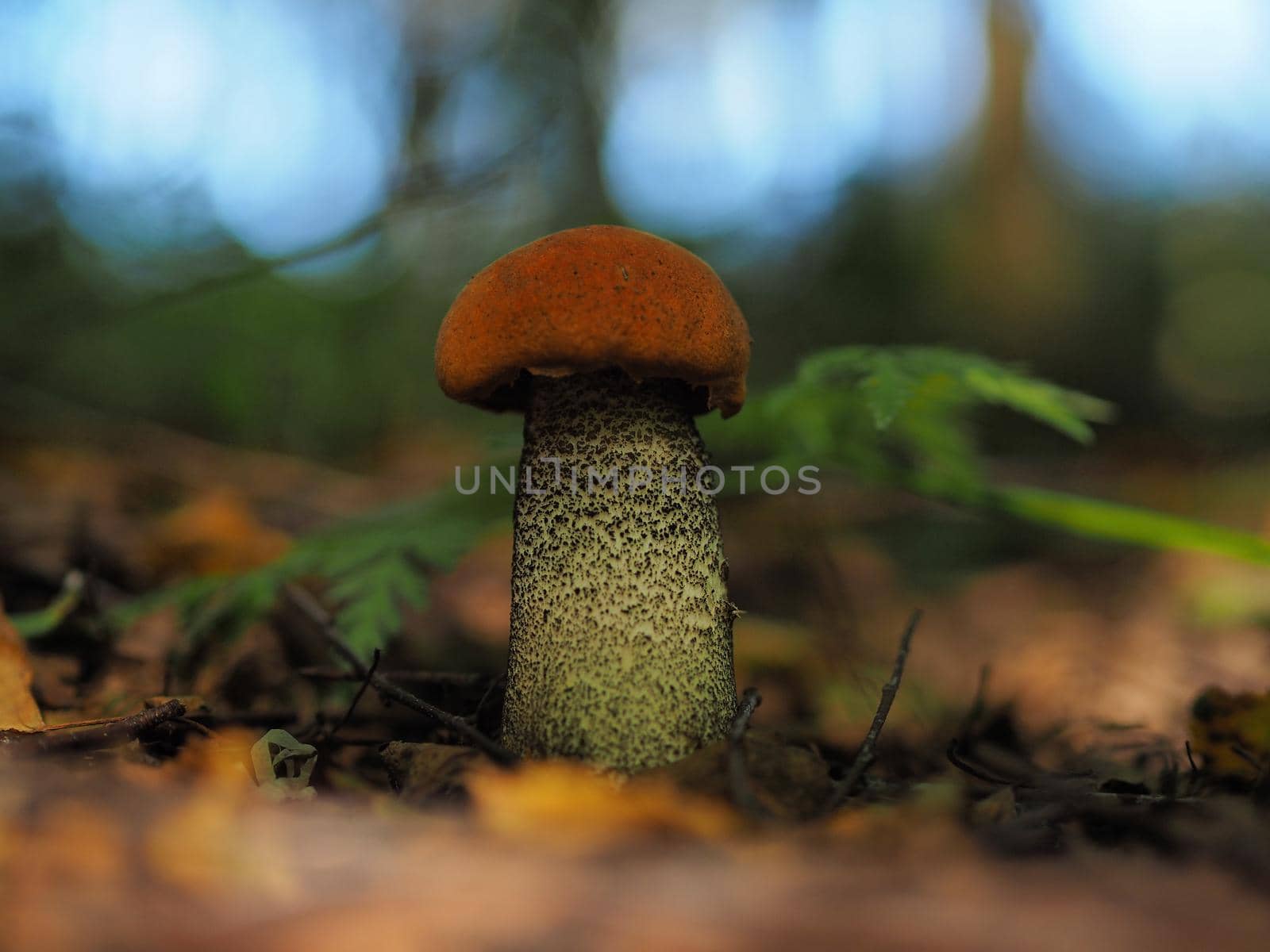 Edible mushrooms in the forest in autumn. Close-up.