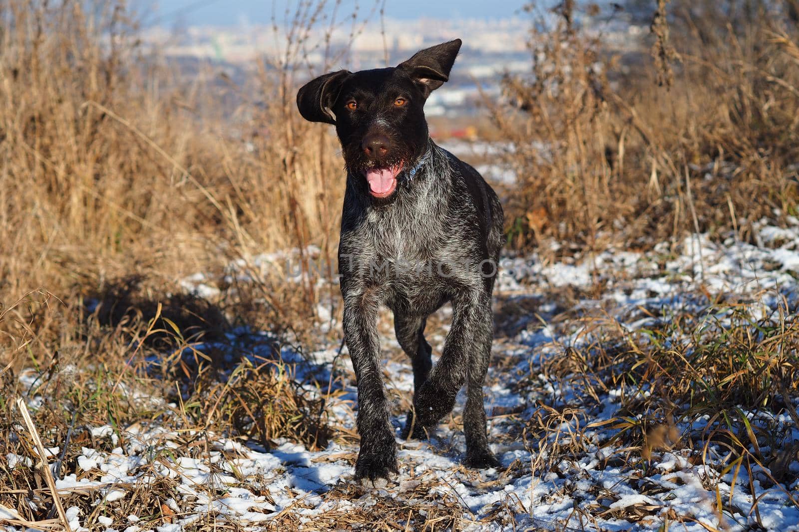 A working dog of the German hunting breed Drathaar on the hunt in the field. by Olga26