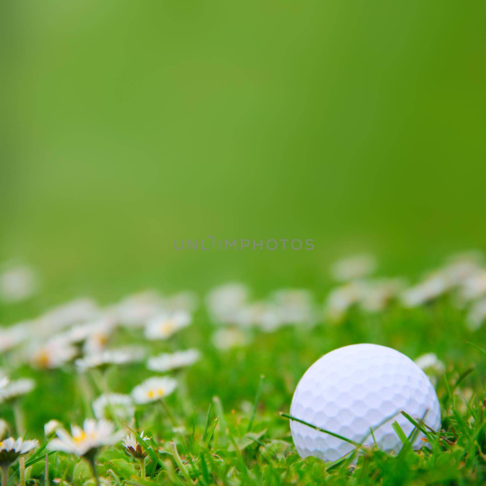 Golf ball on green grass of course close-up view