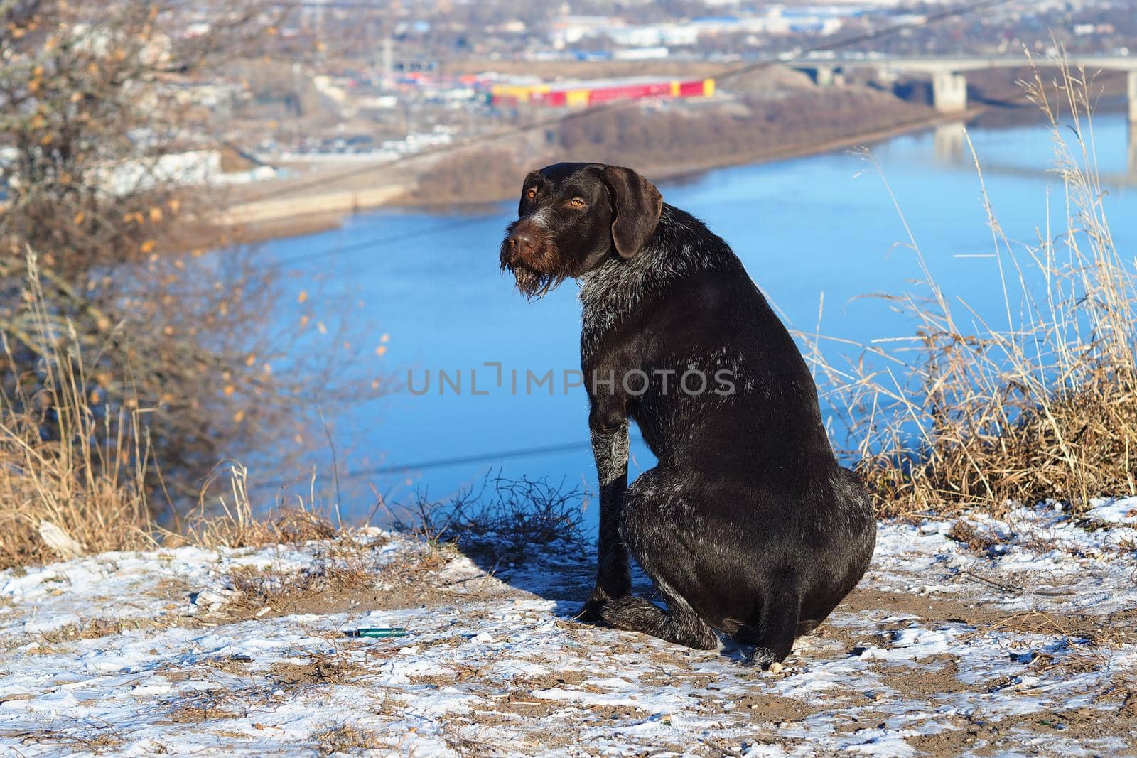A hunting dog waits for its owner on the river bank. High quality photo