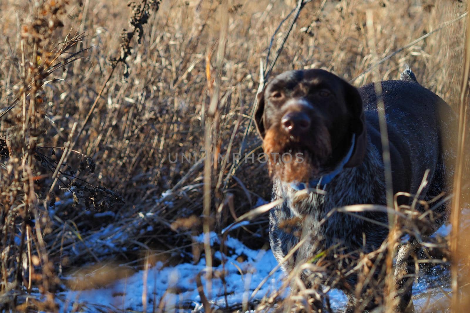 German doping dog Drathaar on the hunt in winter. High quality photo