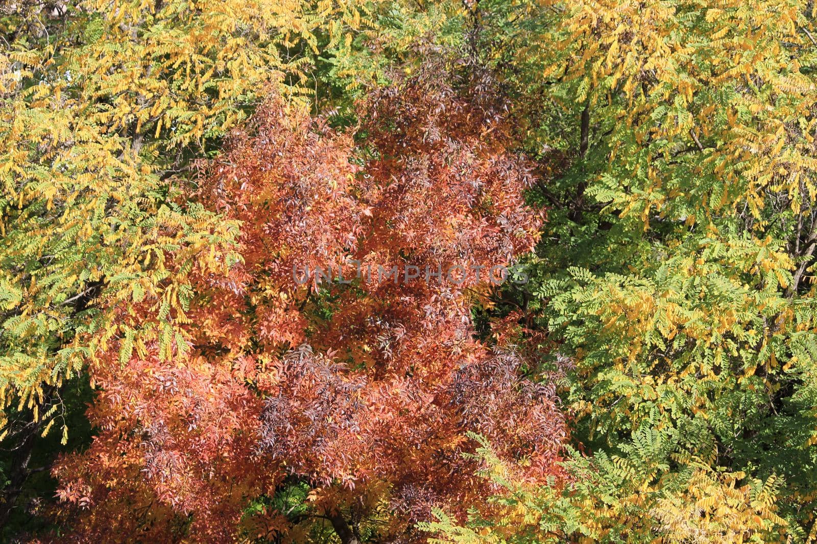 Golden autumn. The background is made of autumn leaves. by Olga26