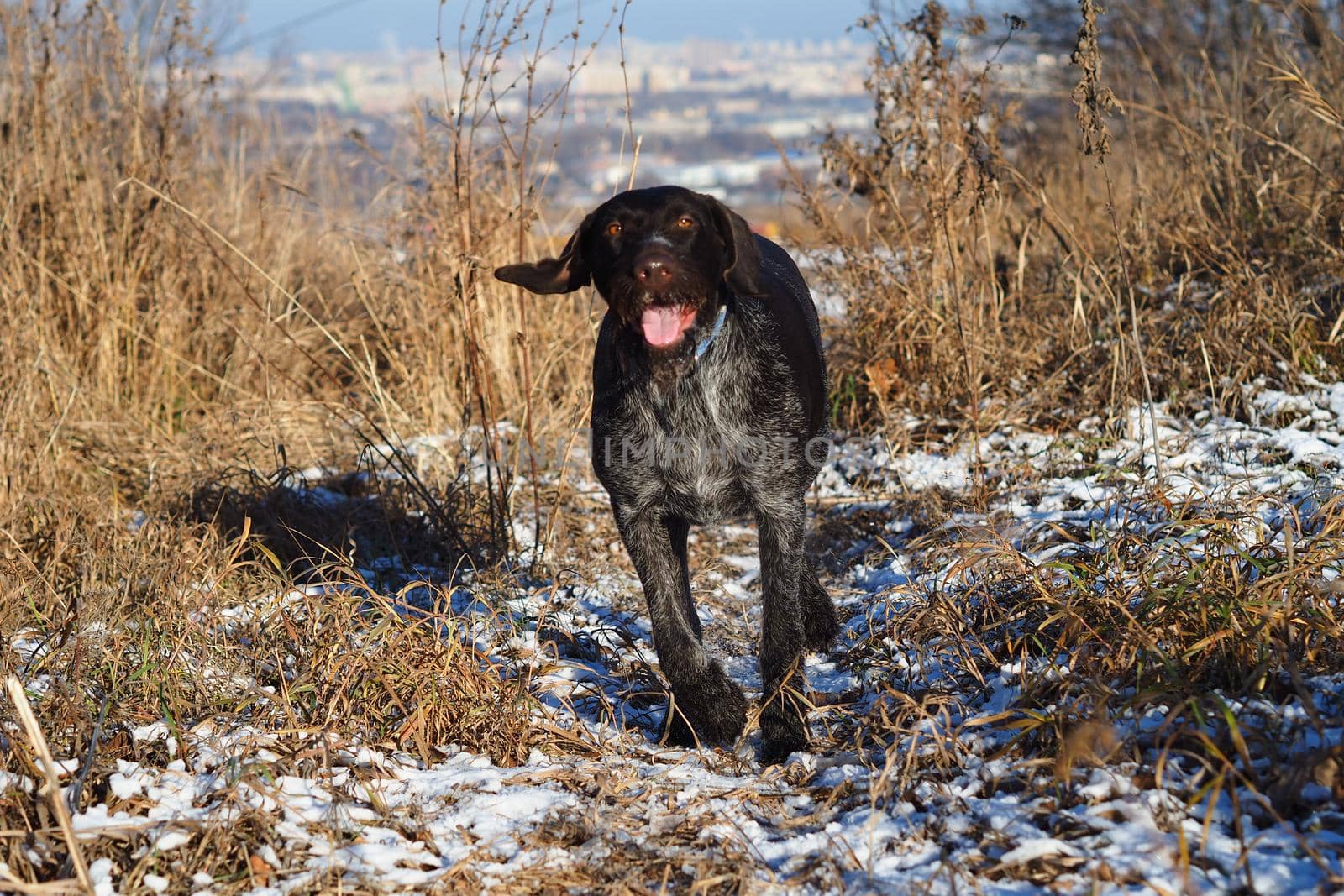 A working dog of the German hunting breed Drathaar on the hunt in the field. High quality photo