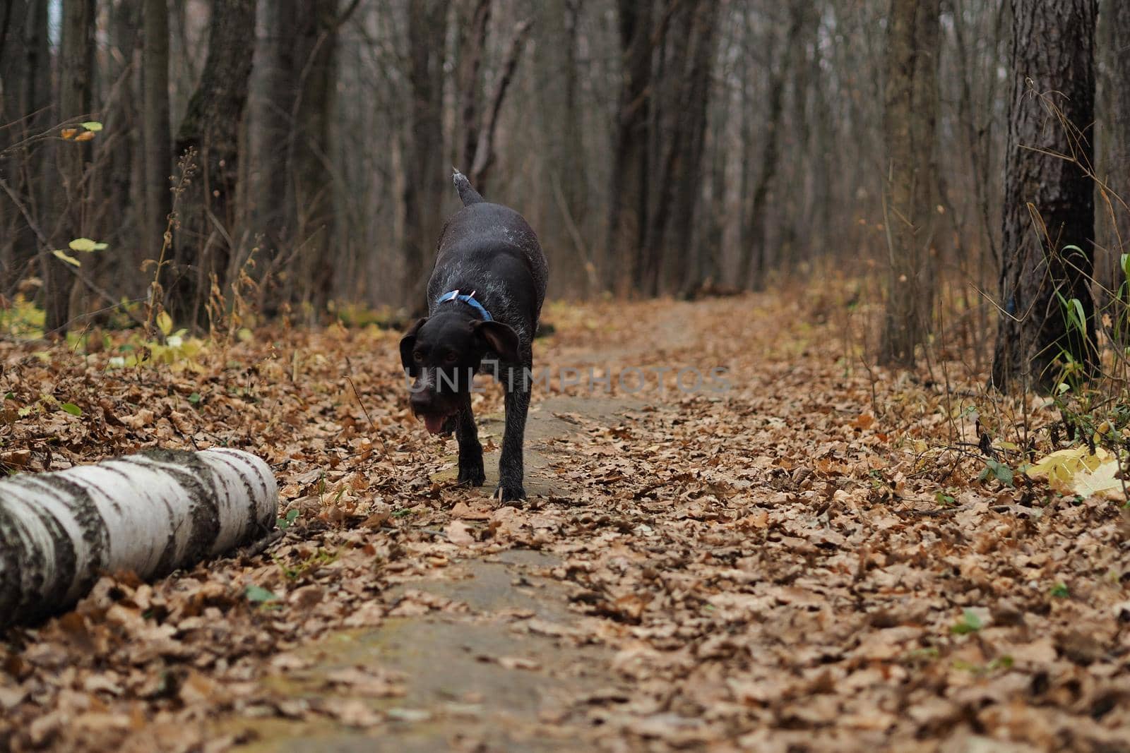 Brown hunting dog on a hunt in the woods. by Olga26