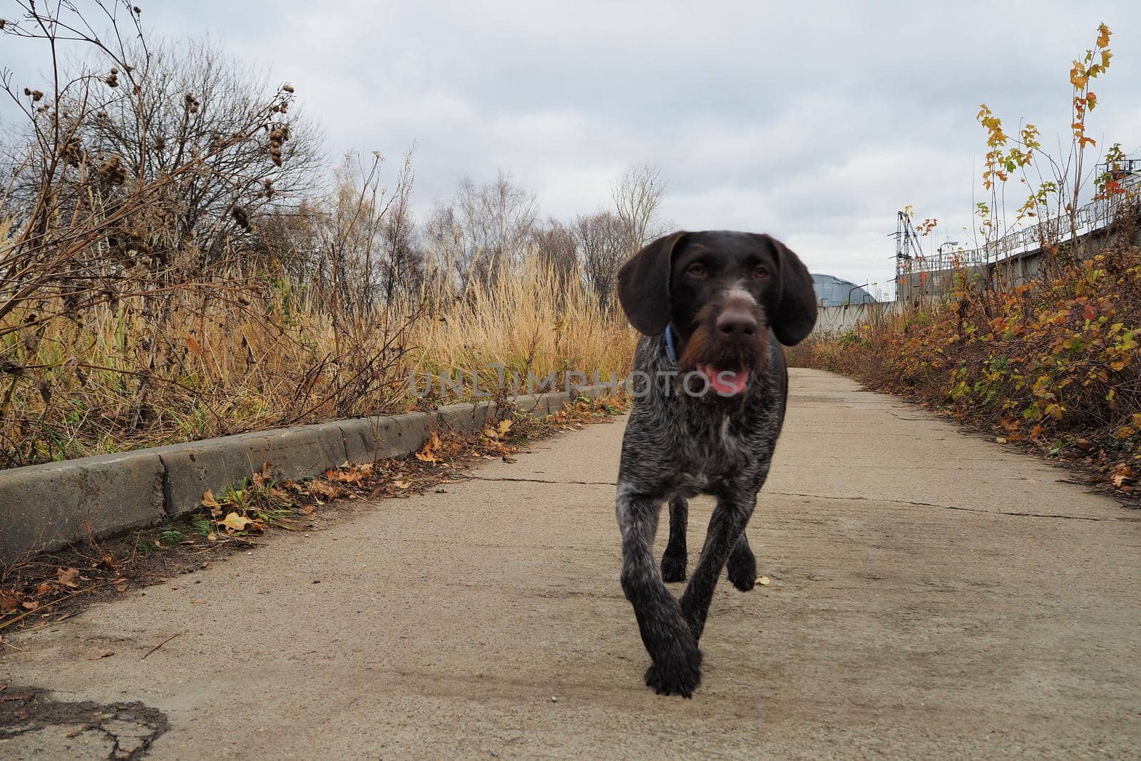 Brown dog hunting breed outdoors. by Olga26