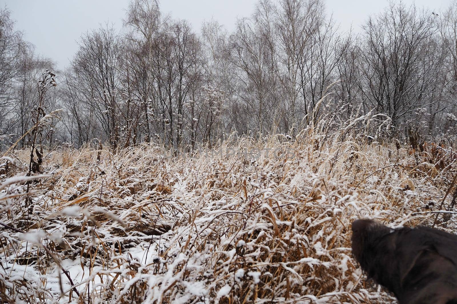 Winter landscape. High dry grass covered with snow and tall trees in the snow in the background. by Olga26