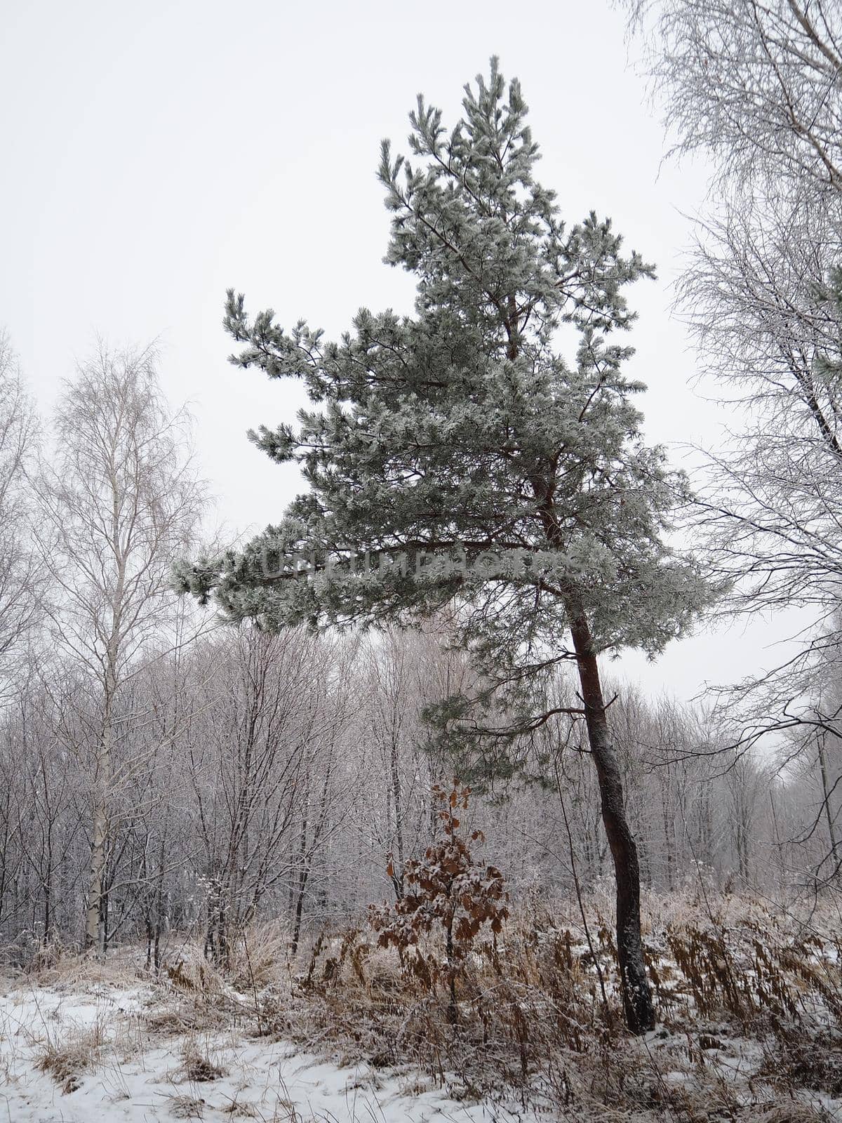 A big mahogany. A large conifer tree in the forest, with the texture of the trunk bark, the view from below. by Olga26