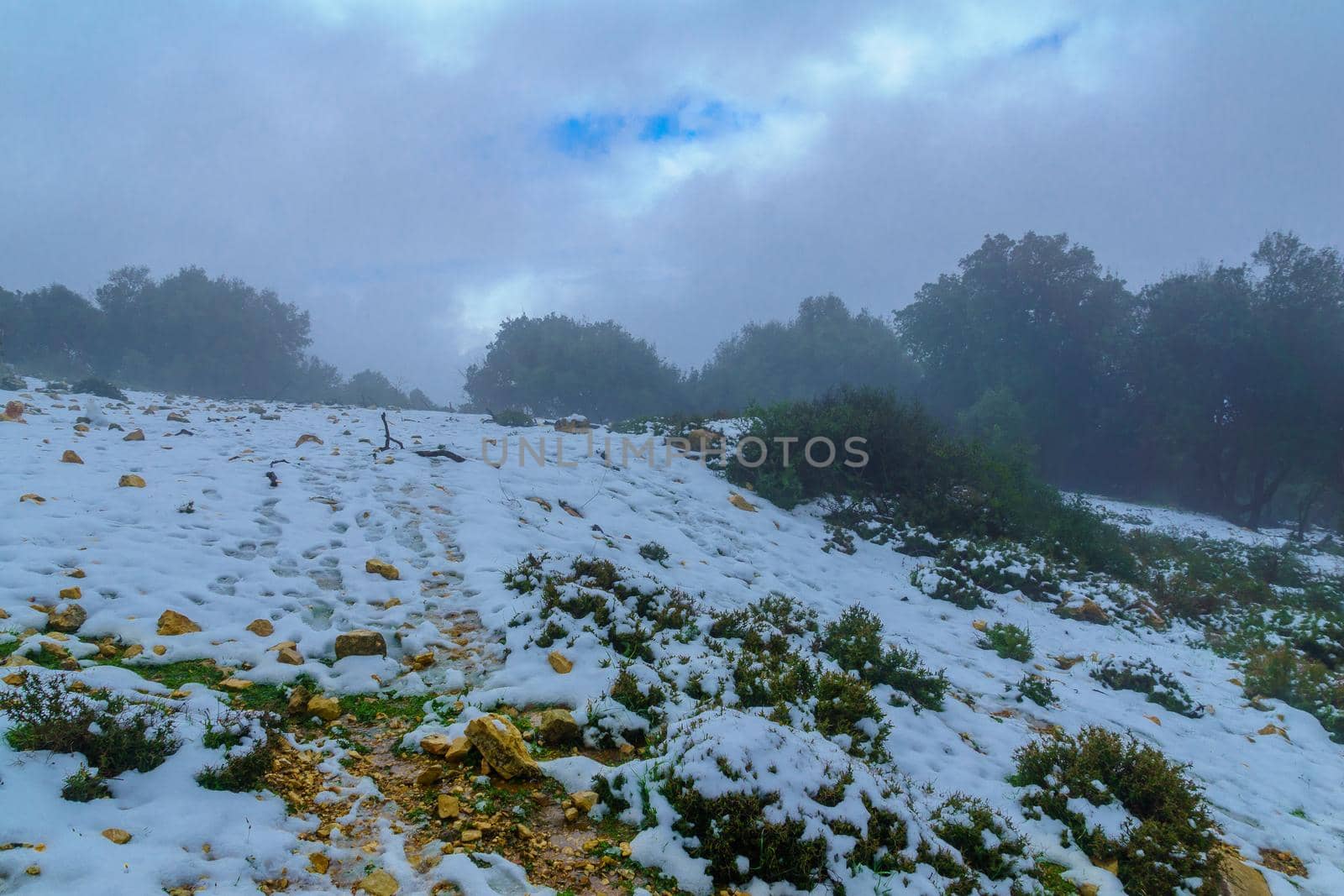 View of footpath in a forest, on a rare snowy day, on mount Adir, Northern Israel