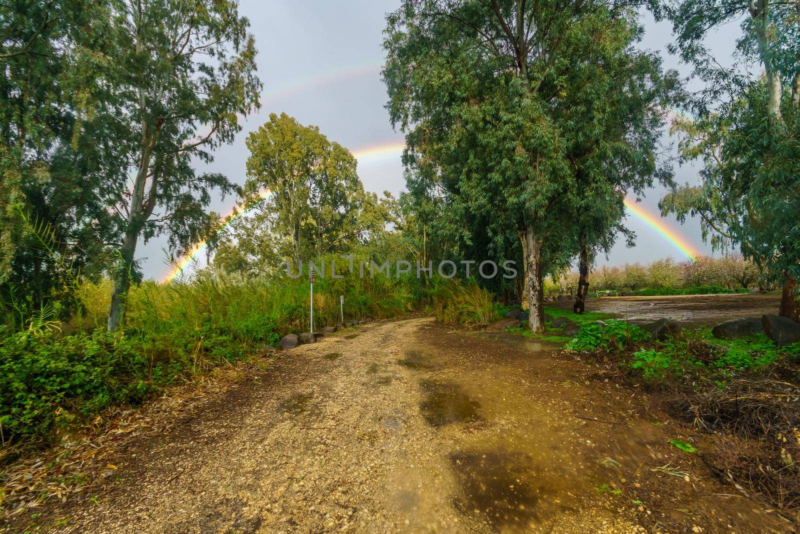 Double rainbow behind Eucalyptus trees by RnDmS