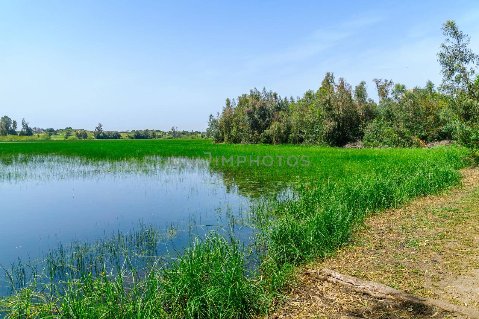 Berekhat Yaar (forest pool) nature reserve, in Hadera by RnDmS