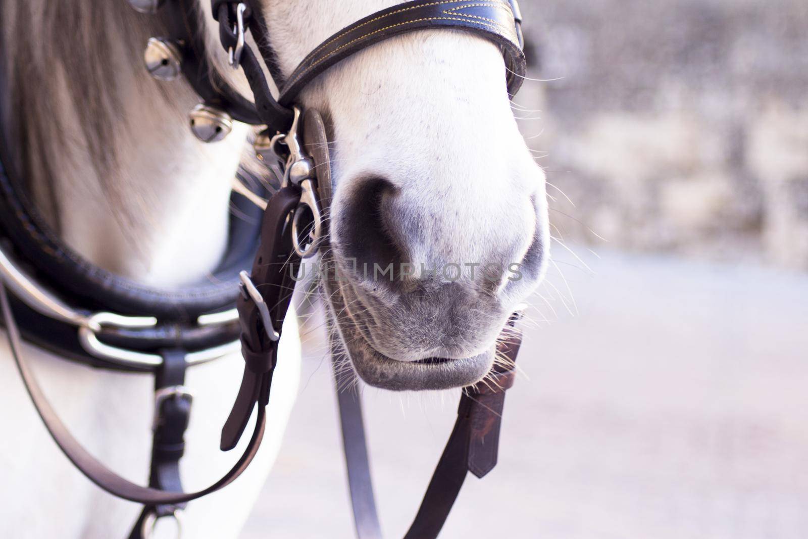 White horse used to pull a tourist cart. No people