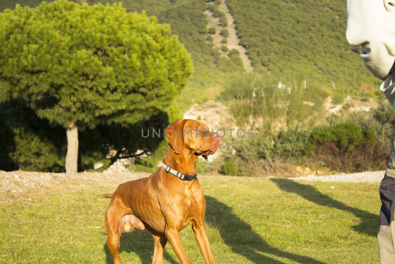 Hungarian breed dog portrait. No people