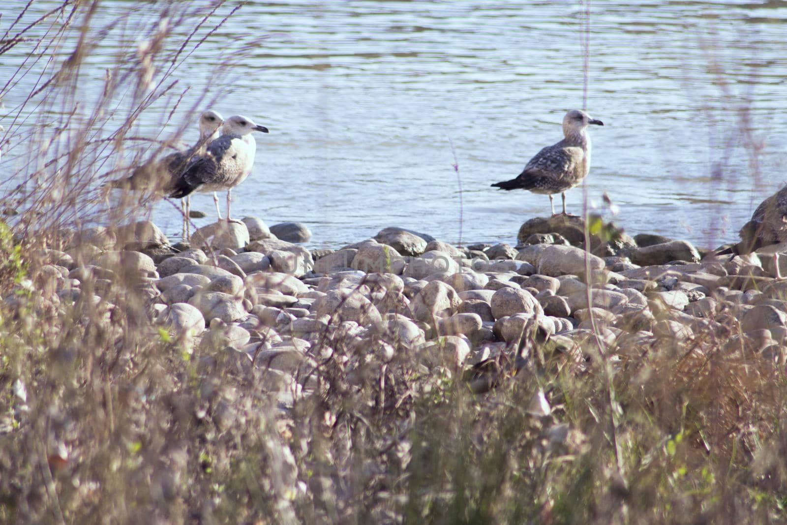 Group of seagulls perched on the bank of a river. No people