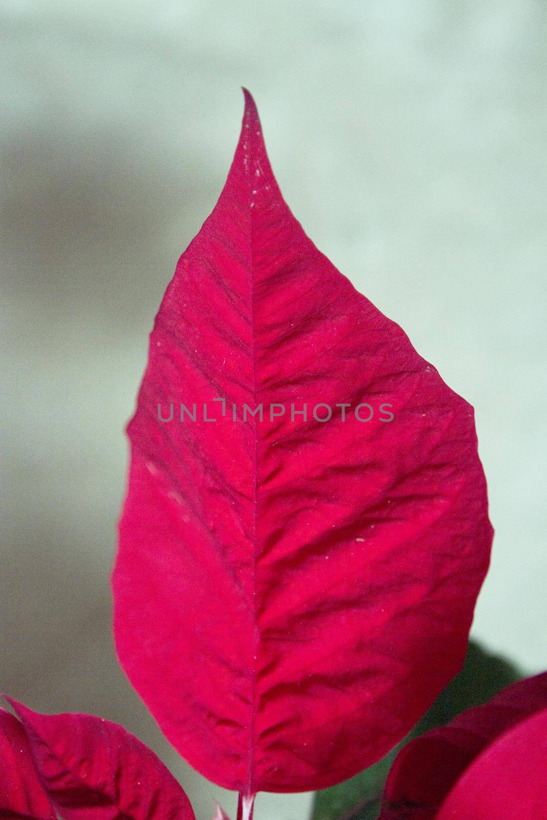 Poinsettia in red. No people. Copy space