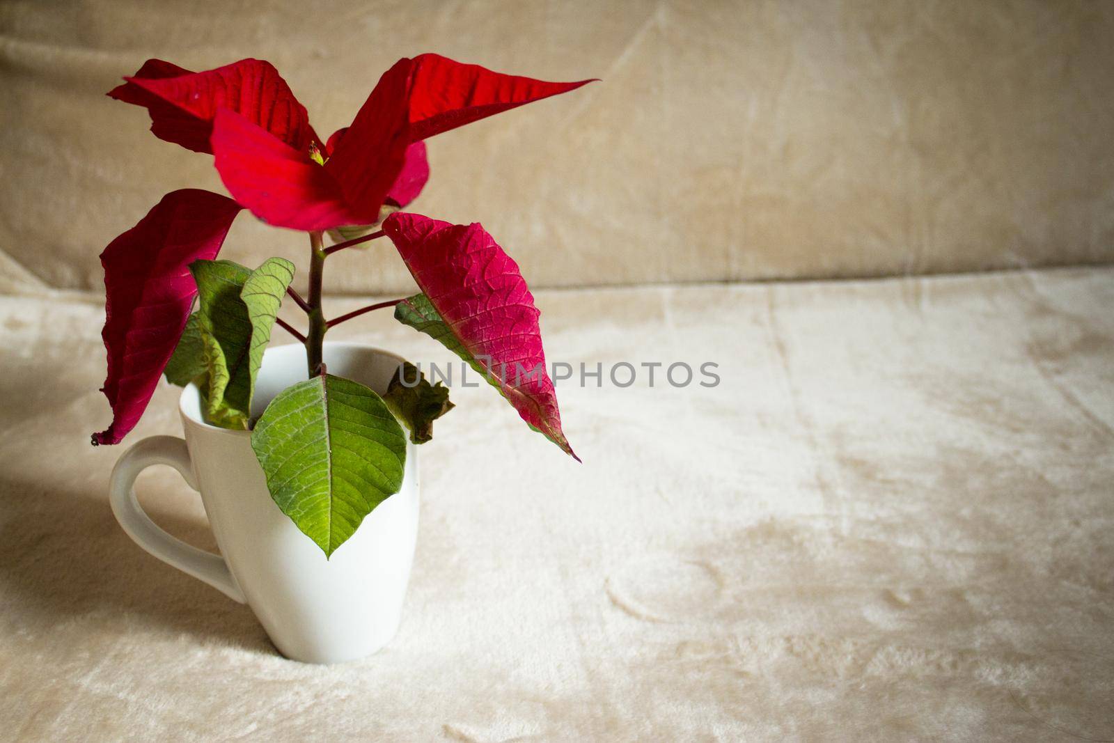 Poinsettia in red. No people. Copy space