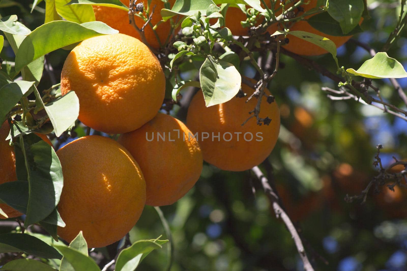 Orange tree in the sun with very green leaves. No people