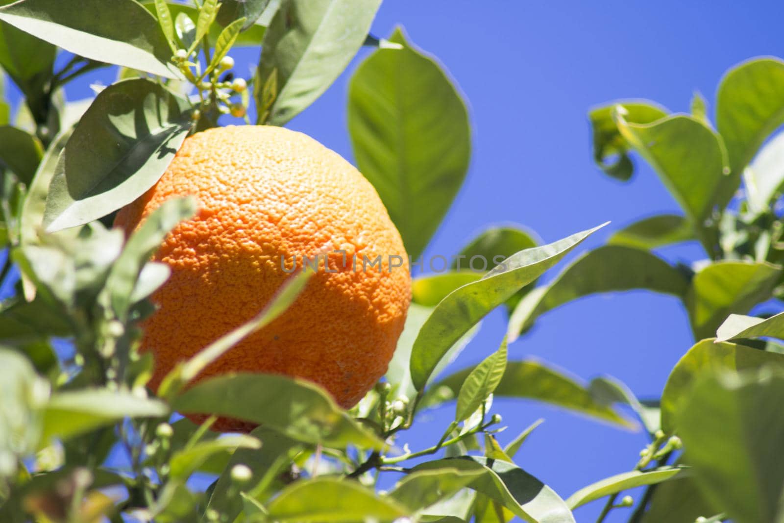 Orange tree in the sun with very green leaves. No people